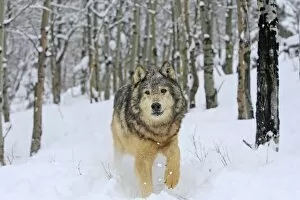 WAT-16047 Grey / Timber Wolf - in snow