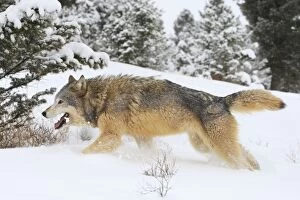 WAT-16049 Grey / Timber Wolf - in snow
