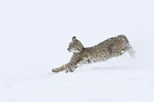WAT-16053 Bobcat - in snow