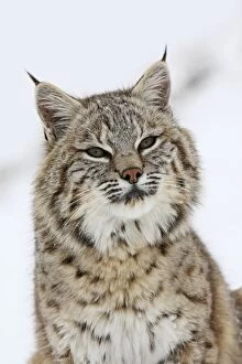 WAT-16066 Bobcat - in snow