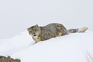 WAT-16075 Snow leopard - in snow