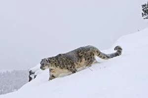 WAT-16077 Snow leopard - in snow