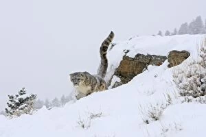 WAT-16080 Snow leopard - in snow