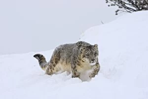 WAT-16081 Snow leopard - in snow
