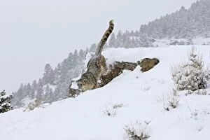 WAT-16082 Snow leopard - in snow