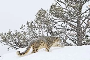 WAT-16083 Snow leopard - in snow