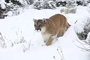 WAT-16084 Cougar / Mountain Lion / Puma - in snow