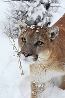 WAT-16088 Cougar / Mountain Lion / Puma - in snow
