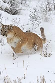 WAT-16089 Cougar / Mountain Lion / Puma - running in snow