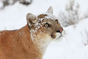 WAT-16092 Cougar / Mountain Lion / Puma - in snow