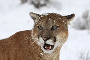 WAT-16096 Cougar / Mountain Lion / Puma - in snow