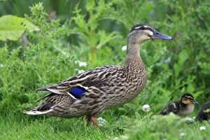 WAT-16116 Mallard female - with ducklings