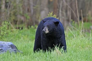 WAT-16171 Black Bear - adult male