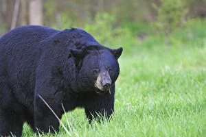 WAT-16172 Black Bear - adult male