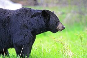 WAT-16173 Black Bear - adult male