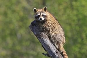 WAT-16186 Raccoon - on tree stump