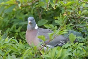 WAT-16209 Wood pigeon - perched in tree