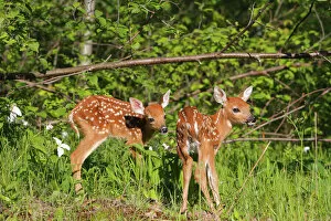 WAT-16214 White-tailed Deer - two fawns