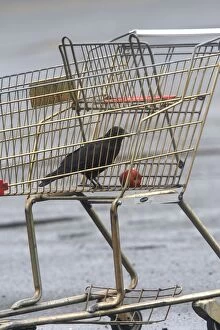 WAT-16244 Northwestern Crow - eating apple in abandoned shopping trolly