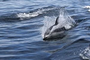 WAT-16249 Pacific White-sided Dolphin - swimming