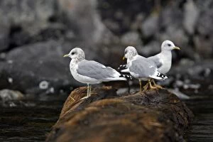 WAT-16268 Glaucous-winged Gull