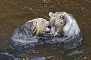 WAT-16276 Grizzly bear - two fighting / playing in water