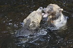 WAT-16277 Grizzly bear - two fighting / playing in water