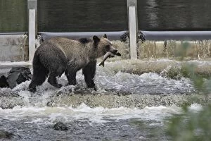 WAT-16280 Grizzly bear - fishing for salmon in river