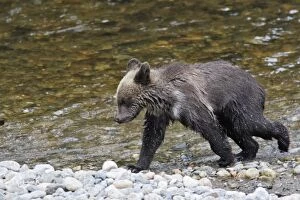 WAT-16282 Grizzly bear - cub by river