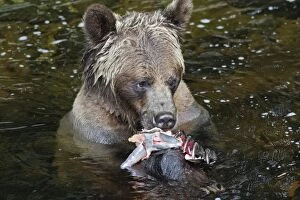WAT-16285 Grizzly bear - eating salmon in river