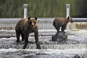 WAT-16287 Grizzly bear - female with cub fishing for salmon in river