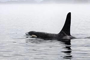 WAT-16304 Orca / Killer Whale