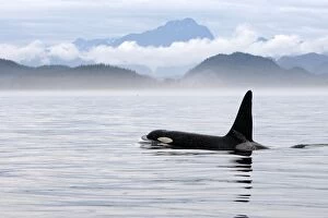 WAT-16305 Orca / Killer Whale