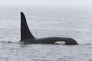 WAT-16309 Orca / Killer Whale