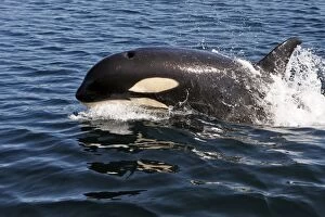 WAT-16311 Orca / Killer Whale