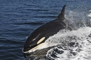 WAT-16313 Orca / Killer Whale