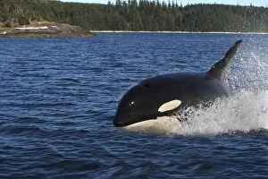 WAT-16314 Orca / Killer Whale