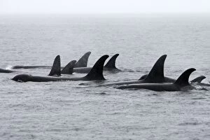 WAT-16319 Orca / Killer Whale - pod / group in rain