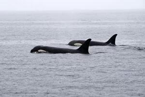 WAT-16320 Orca / Killer Whale - two in rain