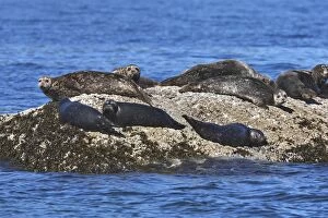 WAT-16323 Common / Harbour Seal resting on rocks