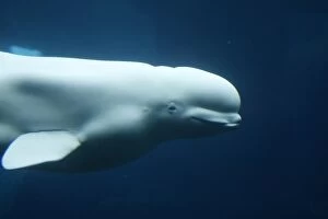 WAT-16336 Beluga / White Whale