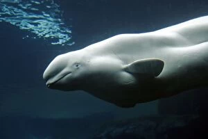 WAT-16338 Beluga / White Whale
