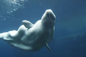 WAT-16340 Beluga / White Whale