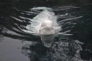 WAT-16341 Beluga / White Whale