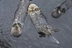 WAT-16345 Sea Otter - three floating on their backs