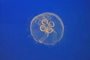 WAT-16347 Moon Jellyfish