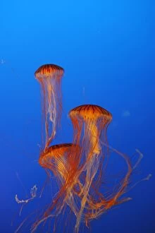 WAT-16351 Japanese / Pacific Sea Nettle / Jellyfish