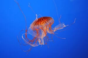 WAT-16353 Japanese / Pacific Sea Nettle / Jellyfish
