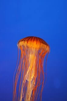 WAT-16354 Japanese / Pacific Sea Nettle / Jellyfish