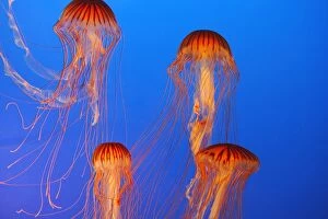 WAT-16357 Japanese / Pacific Sea Nettle / Jellyfish